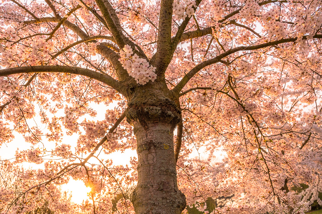 Baum mit unzähligen blühenden Kirschblüten