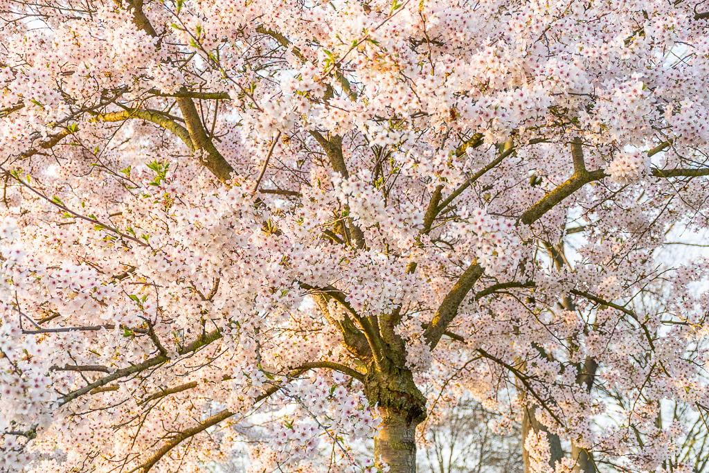 Weiße Kirschblüten am Baum in Deutschland