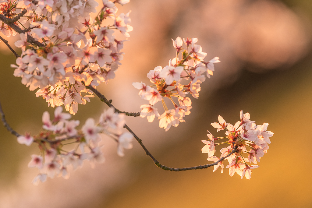 Ein kleiner Zweig blühender Kirschblüten in Deutschland