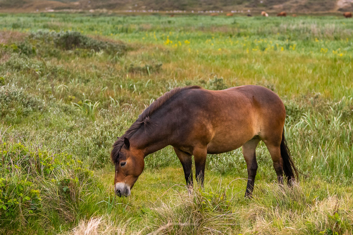 Exmoor Pony grast im grünen Gras auf Texel