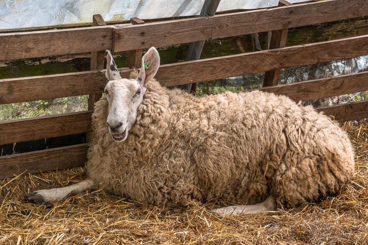 Schaf auf einem Bauernhof auf Texel