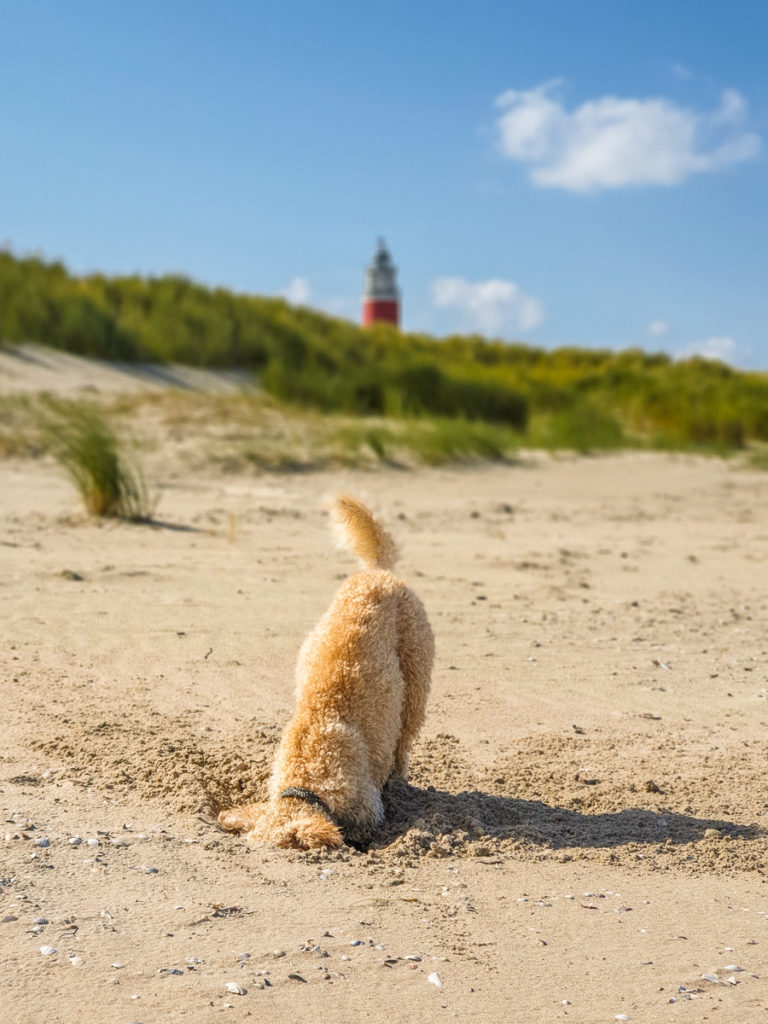Hund buddelt im Sand auf Texel