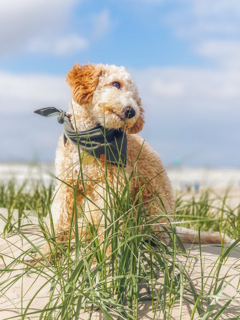 Hund sitzt im Sand auf Texel