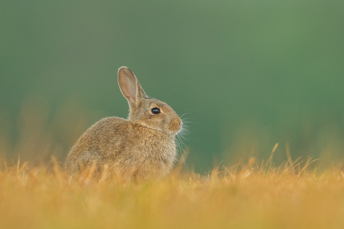 Kaninchen sitzt auf gelben Gras