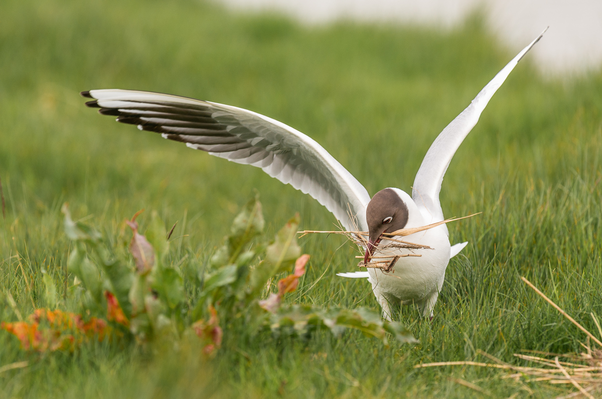 Vogel im Gras mit Heu im Schnabel auf Texel