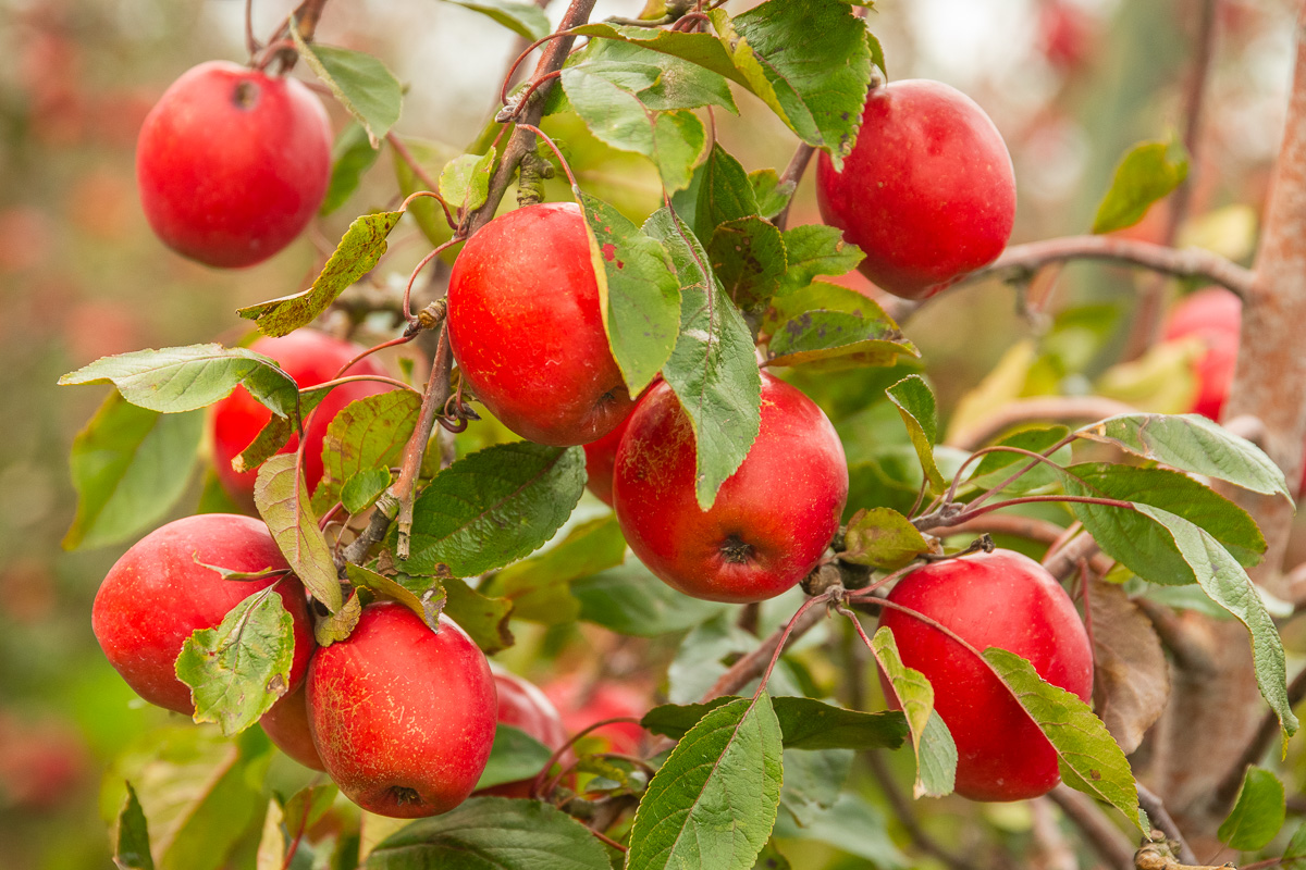 Rote Äpfel im Baum