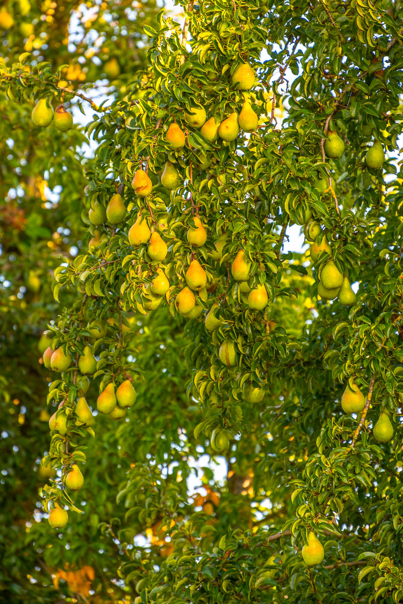 Ein Baum voller Birnen