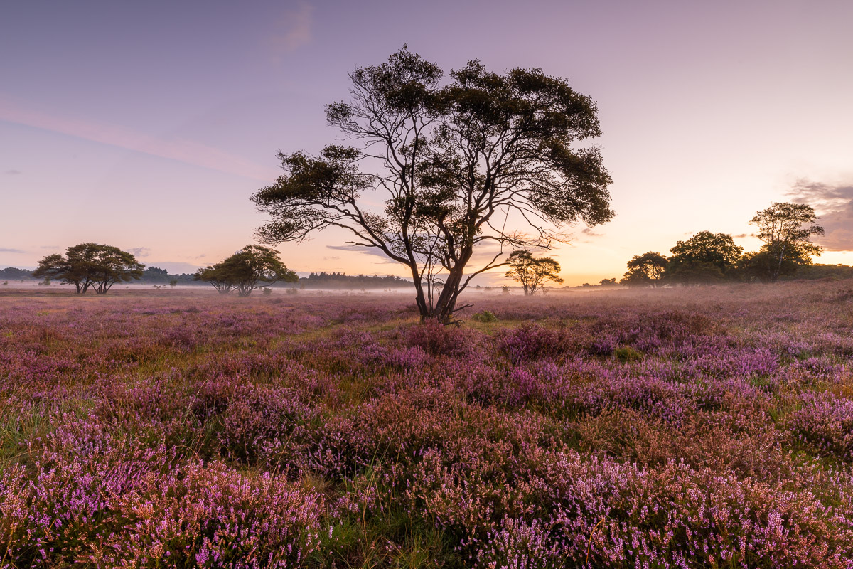 Blühende Heide in den Niederlanden