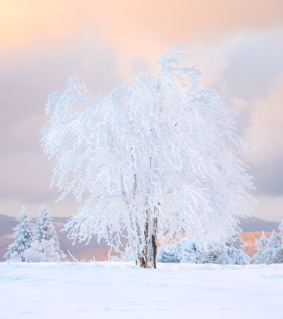 Natur im Winter Weißer Baum mit Schnee bedeckt im sanften Licht